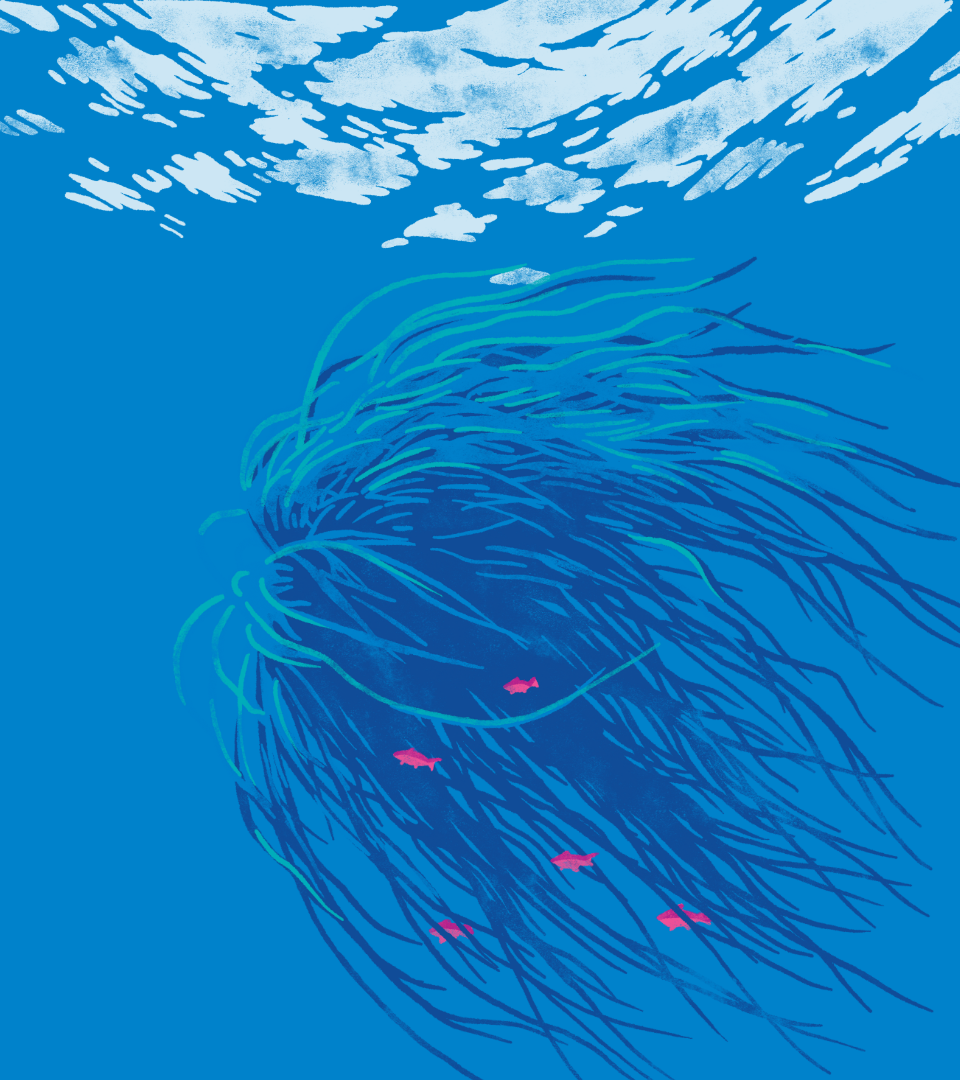 Seaweed floating below water.