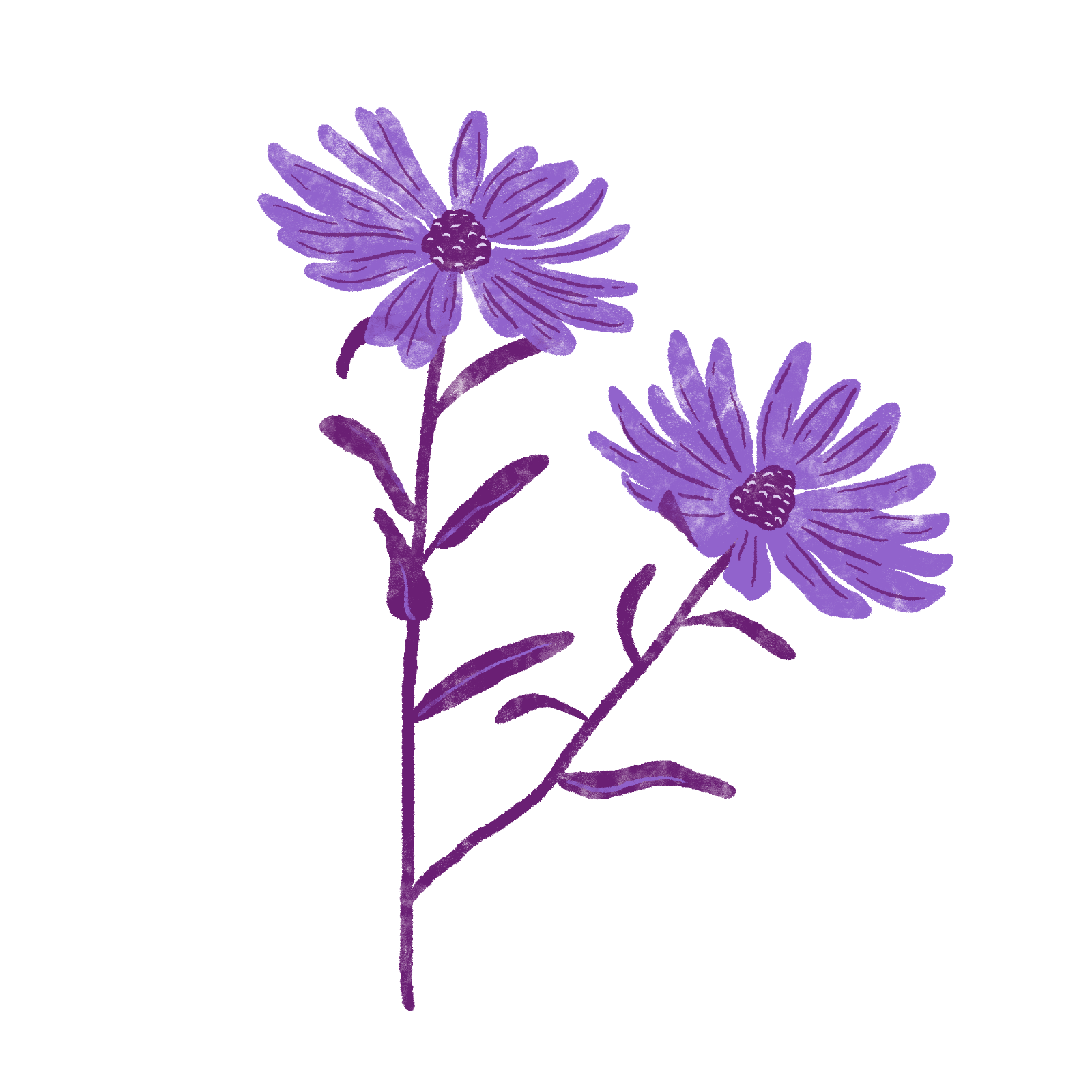 Aster flower.