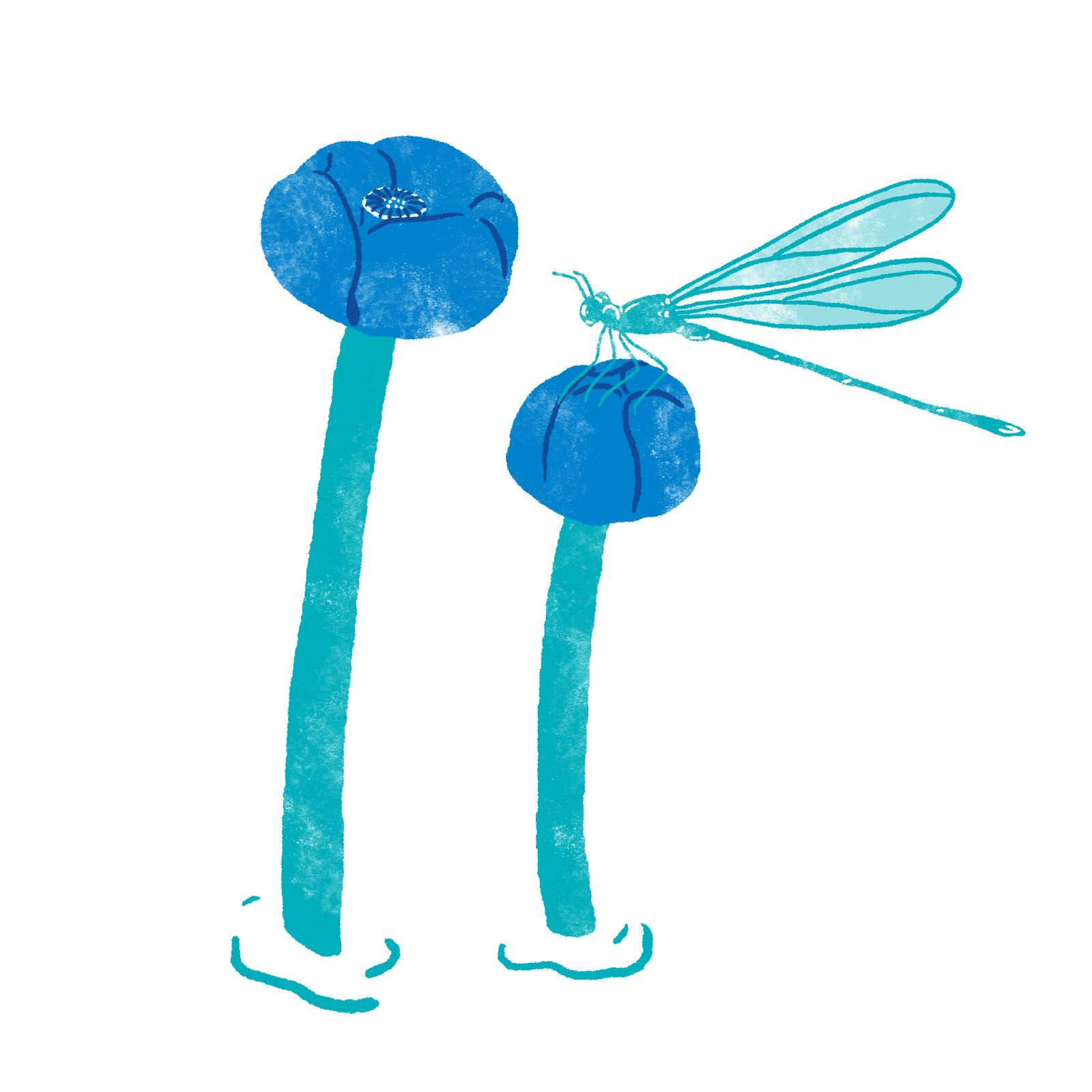 Cow lily with dragonfly on flower.